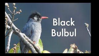 Black Bulbul amp Its CallSinging Secrets of the Black Bulbul [upl. by Aeneg]