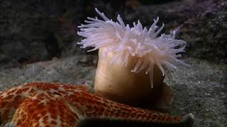 Cnidarians  Anemone Swims Away from Sea Star [upl. by Afrikah]