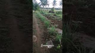 Buhay probinsya p18 tanglad countryside farming agriculture nature [upl. by Notsuoh]