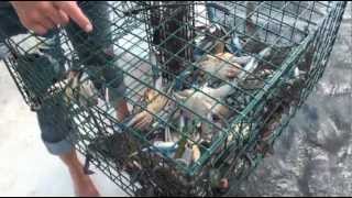 How to catch Blue Crabs in Florida [upl. by Lotsyrc]