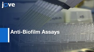 AntiBiofilm Assays to explore Natural Compound Libraries  Protocol Preview [upl. by Gabbie]