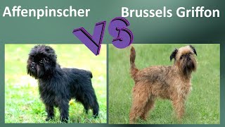 Affenpinscher VS Brussels Griffon  Comparison  Brussels Griffon and Affenpinscher Differences [upl. by Ahsin600]