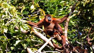 A troop of Red Howler Monkeys along the Rewa River Guyana [upl. by Drahsar]