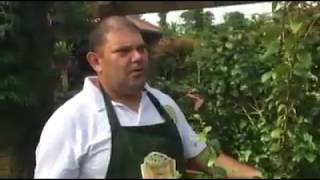 Como plantar pitangas  como podar e fazer dar frutas [upl. by Terle389]