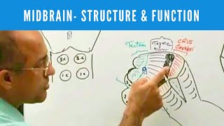 Midbrain  Structure and Function  Neuroanatomy [upl. by Aiel851]