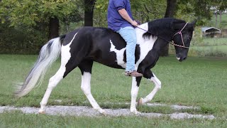 Tiff 3 coming 4 year old SSH Mare 152hh [upl. by Ayvid]