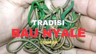 Tradisi Bau Nyale Lombok  Jelmaan Putri Mandalika Nan Rupawan [upl. by Ebeneser]