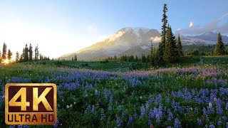 4K Wild Flowers of Mount Rainier with Nature Sounds  3 HOUR [upl. by Nylarac]