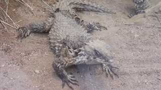 Giant girdled lizards in Zoo Frankfurt in HD [upl. by Simson]