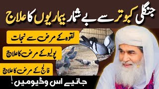 Islamic question answer Jungli kabootar k fiaday Maulana ilyas qadri Madni TV Urdu [upl. by Budworth]