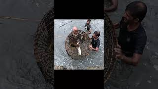 OMG😱Old Man Hunting Big Monster Fish shorts Amazing Rural River Fishing shorts Asian Fishing asia [upl. by Burrus907]