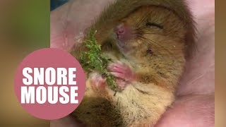 Adorable video shows a tiny dormouse waking up from its winter slumber [upl. by Brazee]