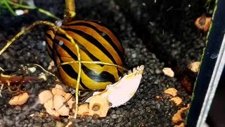 Neritina natalensis Nerite snails [upl. by Libyc]