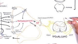 Pharmacology  Nonsteroidal AntiInflammatory Drugs NSAIDs [upl. by Nedyrb]