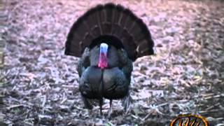 Illinois Turkey Hunting Jeff Evans Takes Down a Longbeard [upl. by Akcirred]