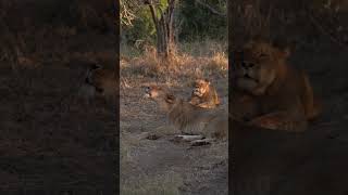 Sound UP  Msuthu Pride Lioness Roar  Lion Sands Game Reserve  Sabi Sand  South Africa [upl. by Laidlaw]