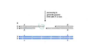 Lecture 3 Homologous recombination protein machines in E coli [upl. by Annazus]