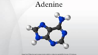 Adenine [upl. by Eddana544]