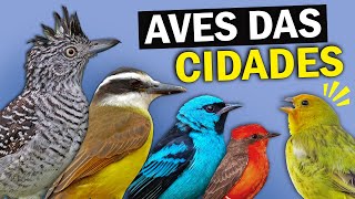 AVES URBANAS Conheça os PÁSSAROS que VIVEM NAS CIDADES  Aves comuns nos parques e praças [upl. by Oigaib]