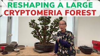 Reshaping a Large Cryptomeria Forest [upl. by Barbette46]