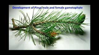 Development of Pinus male and female gametophytes  life cycle of pinus [upl. by Uoliram229]