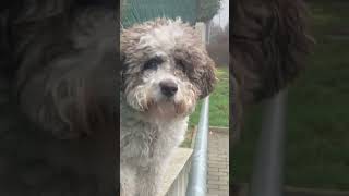 Lagotto romagnolo🐶❤️ dog foryou funny lagottoromagnolo reels cute thriller music song [upl. by Hatti]