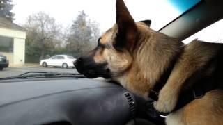 German Shepherd Ronin barking at strangers [upl. by Kevon]