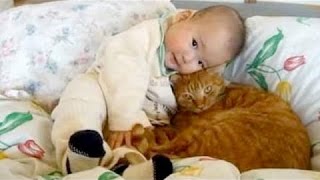 Niedlichen Katzen Kuscheln Und Spielen Mit Babys  Cat [upl. by Figueroa]