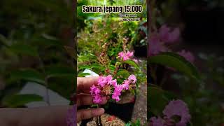 Sakura Jepang bermekar ria garden tanamanhias sakurajepang [upl. by Jahdiel]