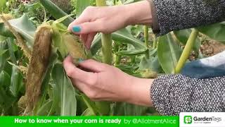 How to Know When Your Corn is Ready to Harvest [upl. by Moorefield]