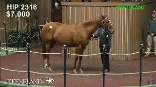 Keeneland Live Feed [upl. by Cyrano595]