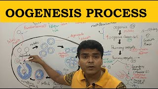 Oogenesis in Hindi  Oogenesis Process  Phases of Oogenesis  Oogenesis Class 12 NEET BSc BPharma [upl. by Ibrek971]