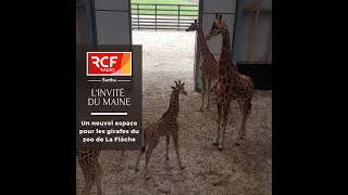 LINVITÉ DU MAINE  Un nouvel espace pour les girafes du zoo de La Flèche [upl. by Nnylyam]