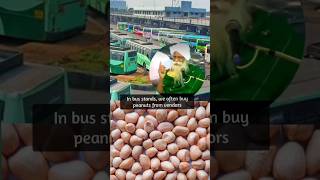 Benefits of peanuts for soil enriching மண்ணை வளப்படுத்தும் வேர்க்கடலையின் நன்மைகள் [upl. by Tirrell]