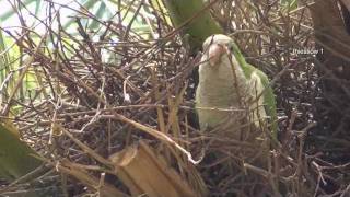 Papageien beim Nestbau und Kuscheln Parrots breedingwmv [upl. by Leopoldine102]