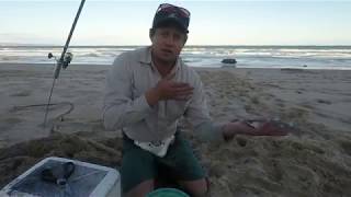 ZLF How to rig a live mullet Live BAIT for kob  MULLOWAY AND GARRICK Never Miss [upl. by Nekial]