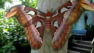 Attacus atlas [upl. by Nyladnor515]