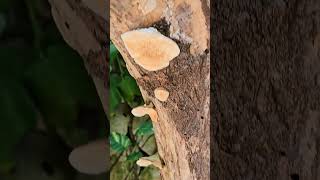 Polypore conk fungi Playa del Carmen Mexico tropical Caribbean fungus life nature explore wild [upl. by Alesi]