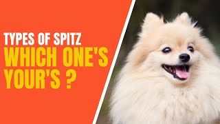 10 Types of Spitz Dogs  How to Identifying Them [upl. by Anirb]