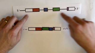 RNA splicing [upl. by Alejo]