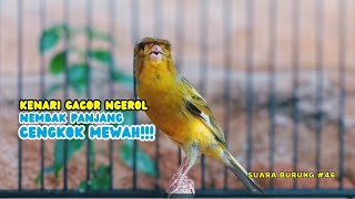 kenari gacor panjang AMPUH PANCINGAN KENARI AGAR BUNYI Jadikan BURUNG KENARI GACOR NYAUT NGOTOT [upl. by Agnes]