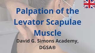 Palpation of the Levator Scapulae Muscle [upl. by Enwahs561]