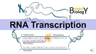 RNA Transcription updated version [upl. by Rhodia550]