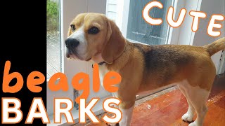 Cute Beagle BARKS  Birds in the garden [upl. by Witherspoon]