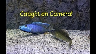 Watch Fish ReproduceCaught on Camera [upl. by Terrence629]