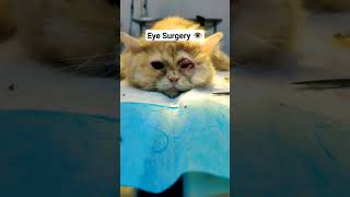 Eye Surgery Entropion and Microphthalmia [upl. by Ntsyrk]