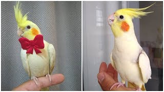 Cockatiel Best Singing and Talking Companion in the World  Cockatiel Singing training video 2020 [upl. by Ahsyt]