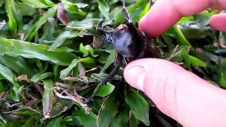 Rhinoceros Beetle Hiss [upl. by Hsetim76]