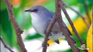 20190404  Mauritius Grey White Eye  Zosterops Mauritianus [upl. by Minor395]