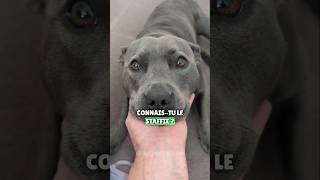 Le staffie 🐶🥰 staffie staffordshirebullterrier staffy dog chien [upl. by Reitman]